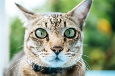 Close-up of tabby cat sitting on table against plants outdoors