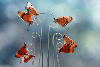 Close-up of butterflies on plant stem