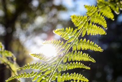 Close-up of leaves on tree