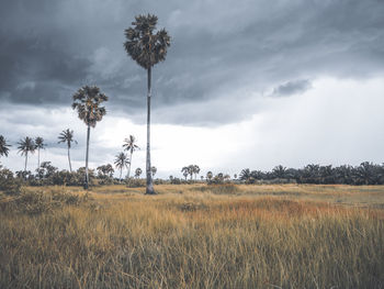 Scenic view of field against sky