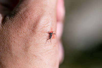 Close-up of insect on hand
