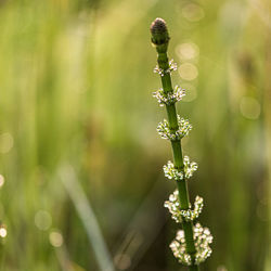 Close-up of flowering plant