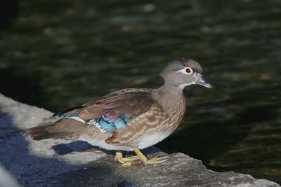 Close-up of bird perching on rock