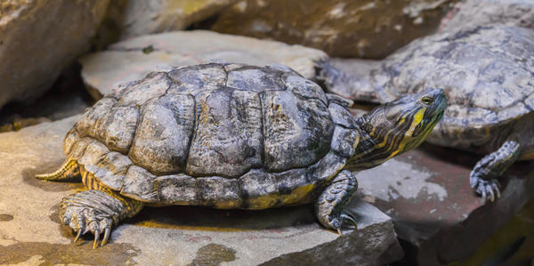 Close-up of turtle on rock