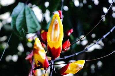 Close-up of yellow flowering plant