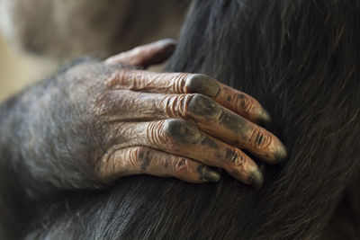 Close-up of man hand with tattoo