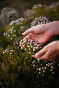 Cropped hands touching flowers