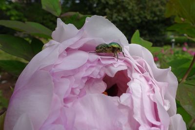 Close-up of pink rose