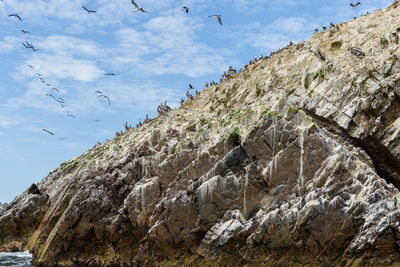 Low angle view of birds on rock formation against sky