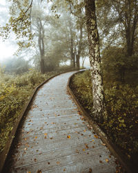 Road amidst trees in forest