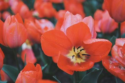 Close-up of red flowering plants