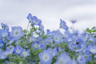 Close-up of purple flowering plants on field