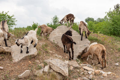 Herd of sheep in a field