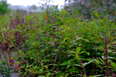 Close-up of plant growing on field