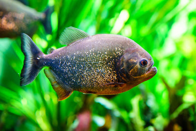 Close-up of fish swimming in sea