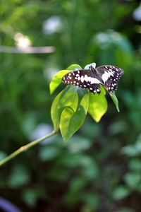 Close-up of butterfly on plant