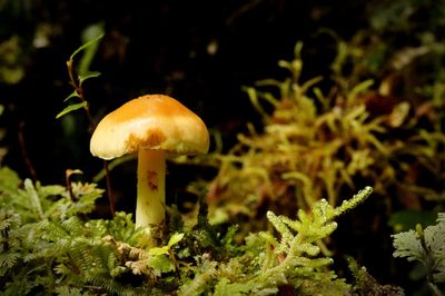 Close-up of mushroom growing on field