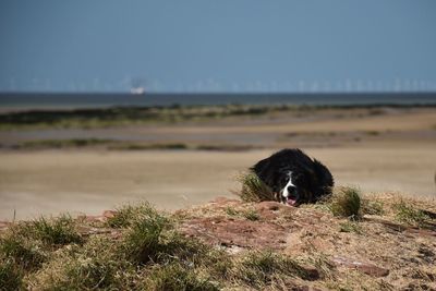 Portrait of dog on a beach