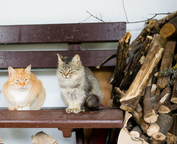 Portrait of cat sitting on table