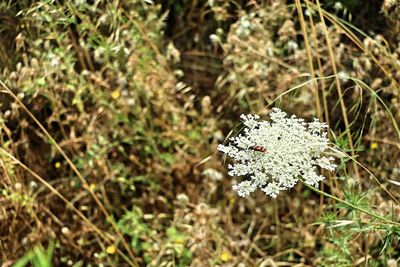 High angle view of white flowering plant on land