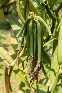 Close-up of vegetables on tree