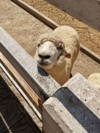 High angle view of an animal