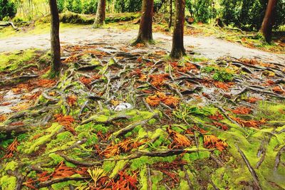 Trees in forest