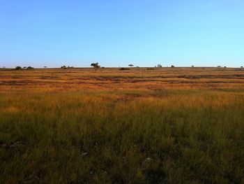 Scenic view of field against clear blue sky