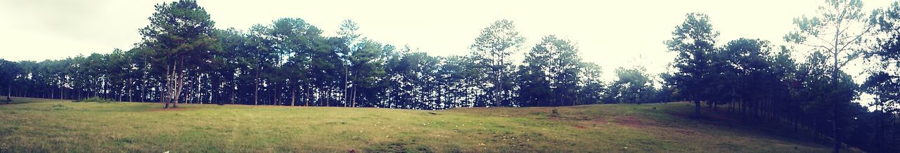 Trees on grassy field