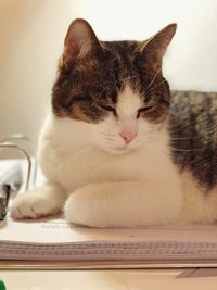 domestic cat