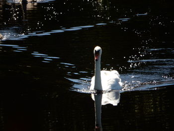 Close-up of swan swimming in lake