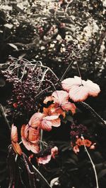 Close-up of flowers