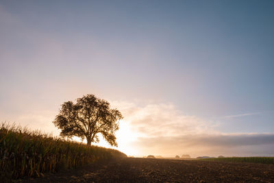 Single oak tree in a field at sunrise. beautiful backlit scene.