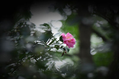 Close-up of pink flowering plant