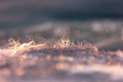 Gilded winter. translucent ice awakens in golden sunrise in northern europe