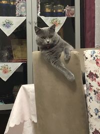 Portrait of cat relaxing on table at home