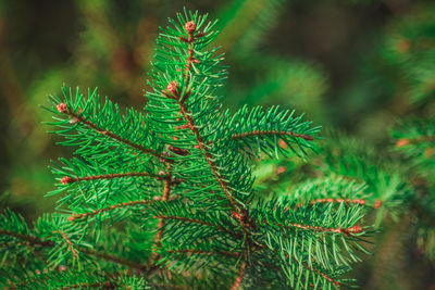 Close-up of pine tree during winter