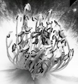 Close-up of paper over white background