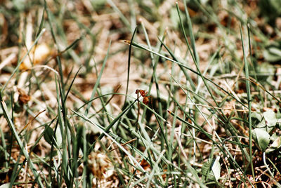 Close-up of insect on plant at field