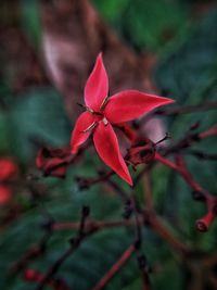 Close-up of red flowering plant