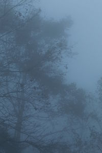 Close-up of bare tree against sky