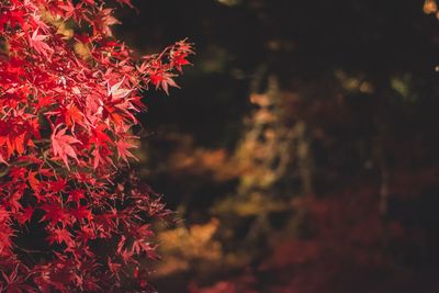 Close-up of red maple leaves on tree