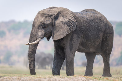 Elephant drinking water