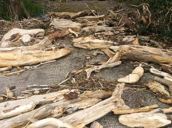 Fallen tree in forest