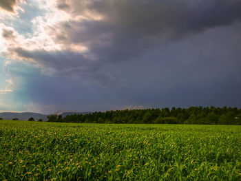 Scenic view of agricultural field against sky