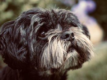 Close-up of dog looking away