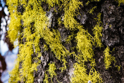 Moss growing on rocks in forest