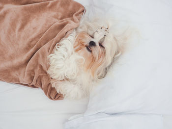 Close-up of dog sleeping on bed