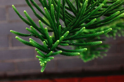 Close-up of pine tree