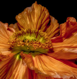 Close-up of yellow rose flower against black background